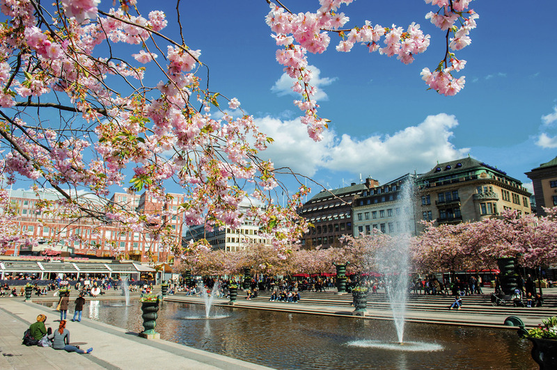 Цветущая сакура в Стокгольме и Анне Вески