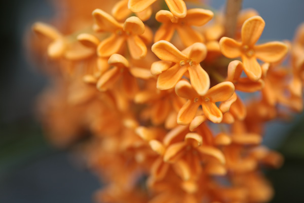 Lillede aroom Lätis