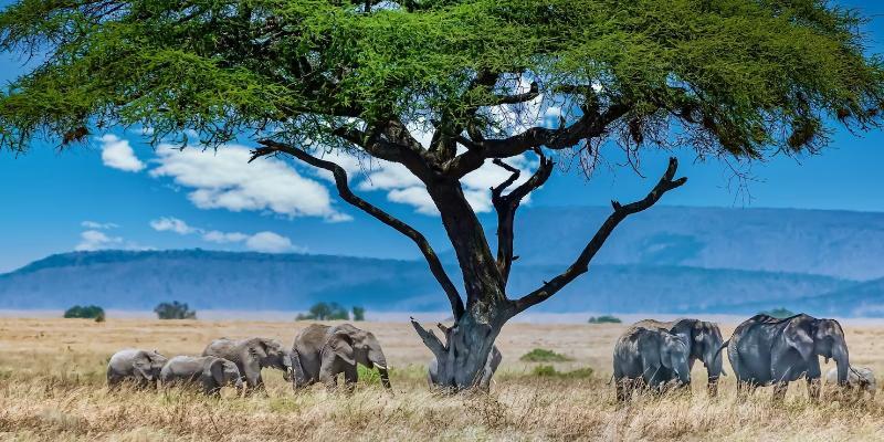 <African tale. Safari and relaxation on the coast of Kenya>