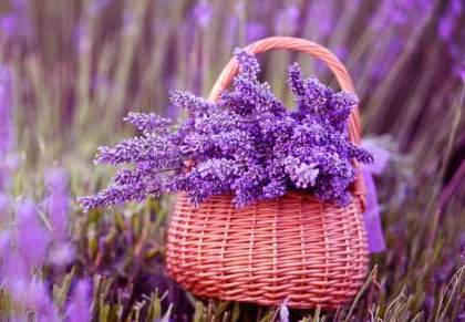 Elavhõbeda kunst ja lavendel Lätis